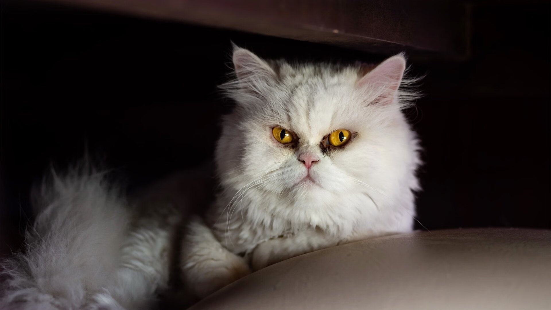 “青少年足球潜力股——未来巨星轮番出场”，青少年足球训练现状