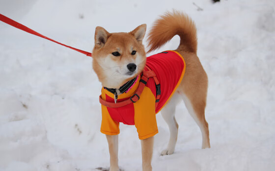 Kaiyun官方登录入口-哥伦比亚马术协会与学校合作，开展马术教育课程，推广马术文化。